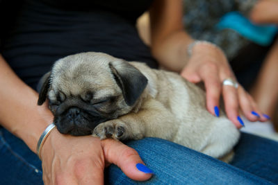 Midsection of woman holding pug puppy at home
