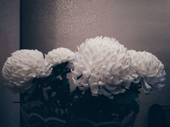 Close-up of white roses in vase