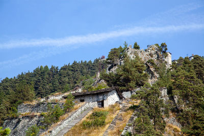 Trees and plants on mountain against sky