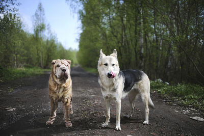 Portrait of dogs