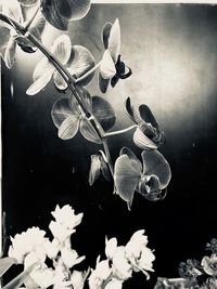 Close-up of flowers blooming outdoors