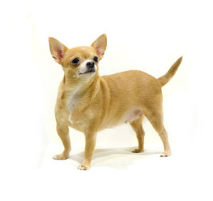 Close-up of dog against white background