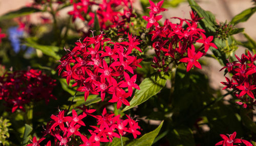 Close-up of red flowering plants