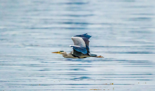 Bird flying over lake