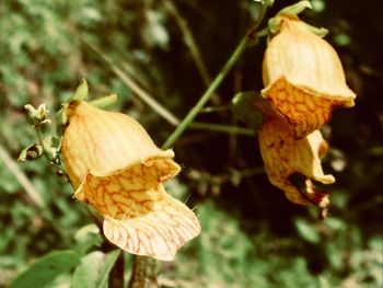 Close-up of mushrooms growing on tree