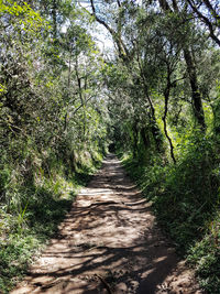 Dirt road along trees in forest