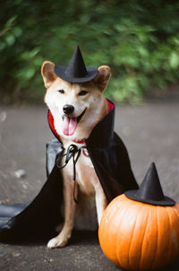 Portrait of shiba inu by pumpkin on field during halloween