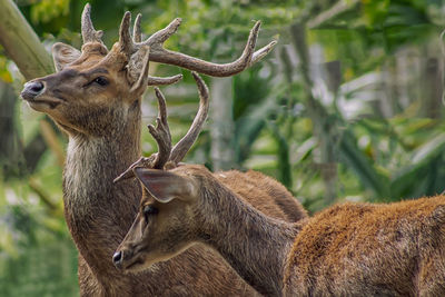 Close-up of stags