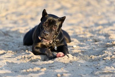 Black dog lying on sand with ball at beach