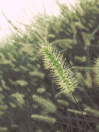 Close-up of plant