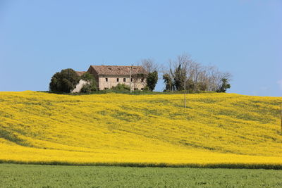 Scenic view of field against clear blue sky