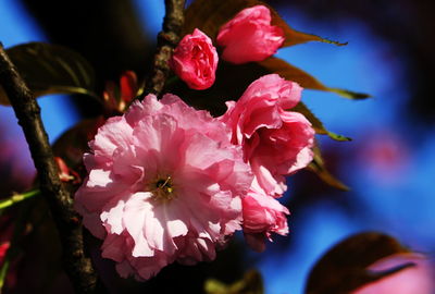 Close-up of pink flowers blooming outdoors