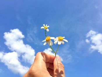 Close-up of hand holding white flower against blue sky