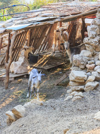 Horse standing outdoors