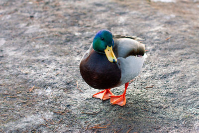 High angle view of mallard duck