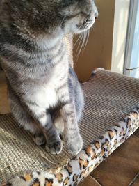 Close-up of cat looking at home