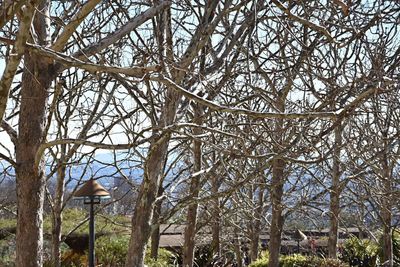 Low angle view of bare trees against sky