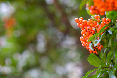 Orange fruits of firethorn plant