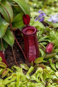 Close-up of fresh green plant