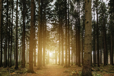 Pine trees in forest