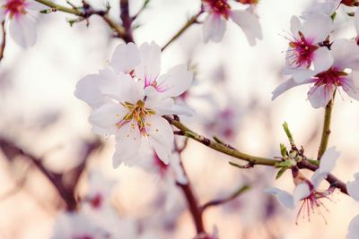 Close-up of pink cherry blossoms in spring