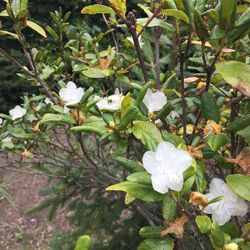 Close-up of white flowers