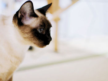 Close-up of cat looking away