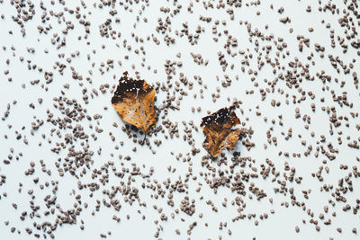 Close-up of bee on white surface