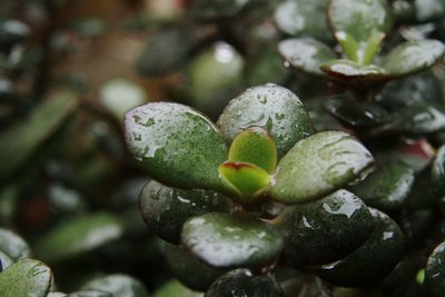 Close-up of succulent plant