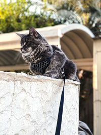 Cat sitting on wall