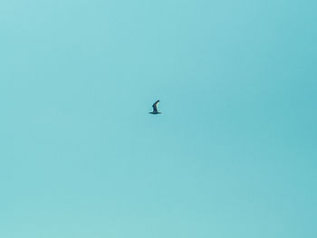 Low angle view of eagle flying against clear blue sky