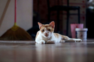 Portrait of cat sitting on table at home