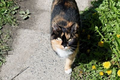 High angle portrait of cat