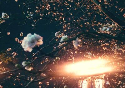 Trees against sky at night