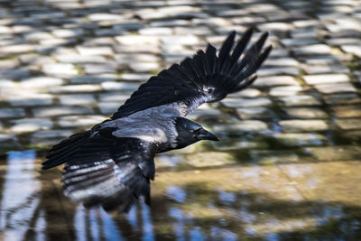 Raven flying over lake