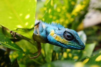 Close-up of lizard