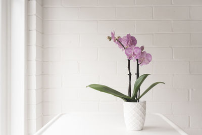 Close-up of pink flower in vase against wall at home