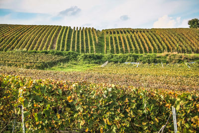 View of vineyard against cloudy sky