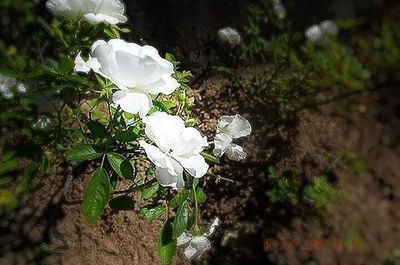 Close-up of white flowers