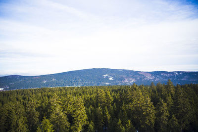 Scenic view of pine trees against sky