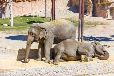 Elephant in zoo