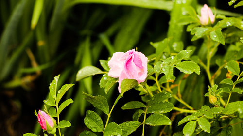Close-up of pink flower blooming outdoors