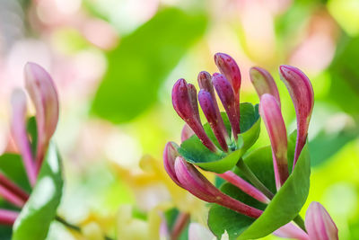 Close-up of purple flowering plant