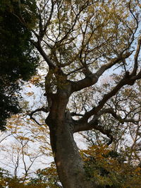 Low angle view of tree against sky