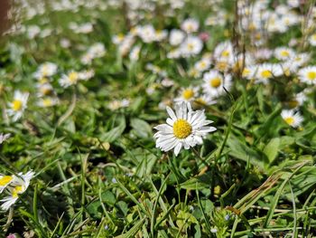 Close-up of white flowering plants on field