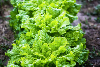 Close-up of green leaves