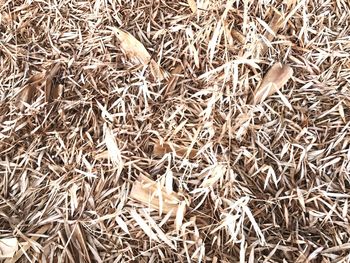 Full frame shot of dried plant