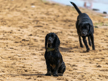 Black dog standing on a beach