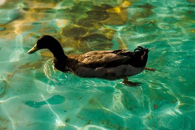 Duck swimming in lake