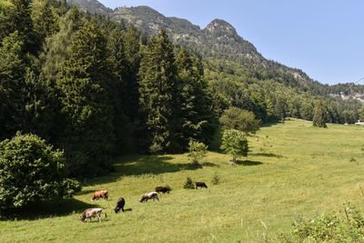 View of sheep grazing on field